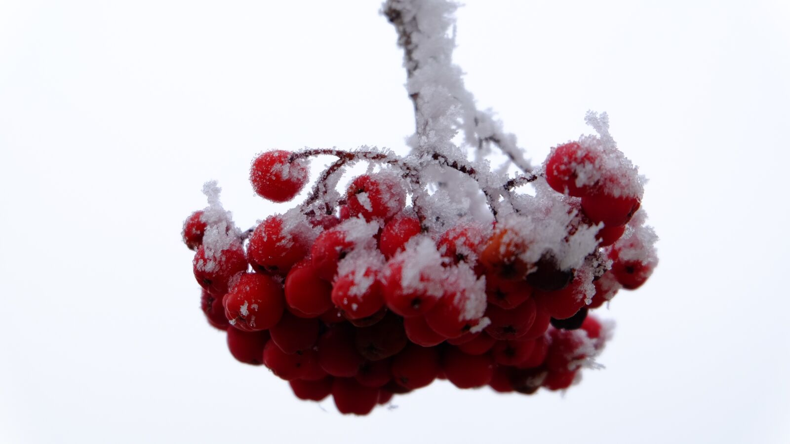 Fujifilm XC 16-50mm F3.5-5.6 OIS II sample photo. Winter, frosty, plant photography