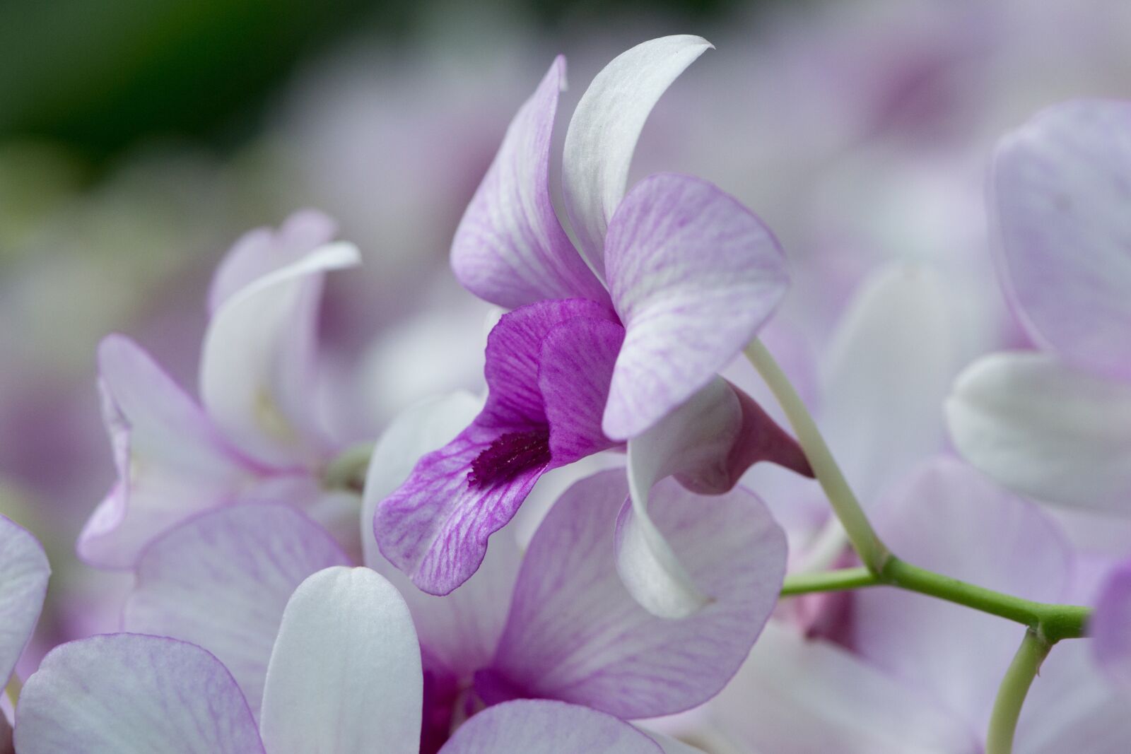 Nikon D3100 sample photo. Orchid, flower, beautiful flower photography