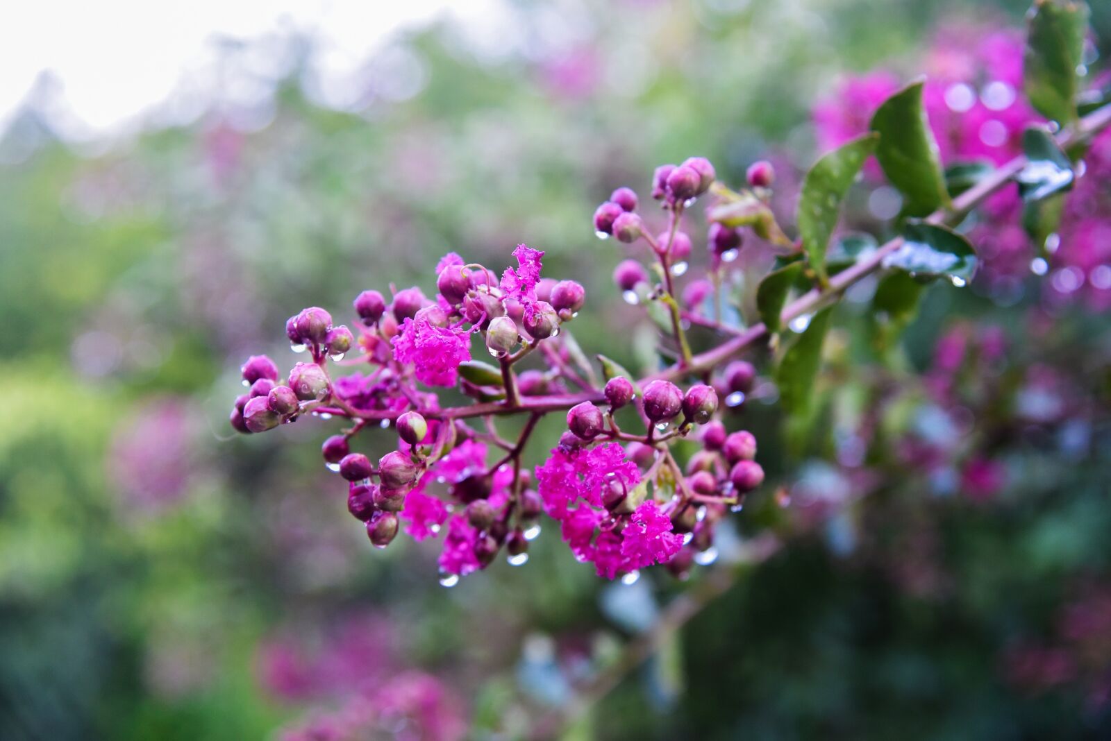 Nikon D750 sample photo. Flower, violet, nature photography
