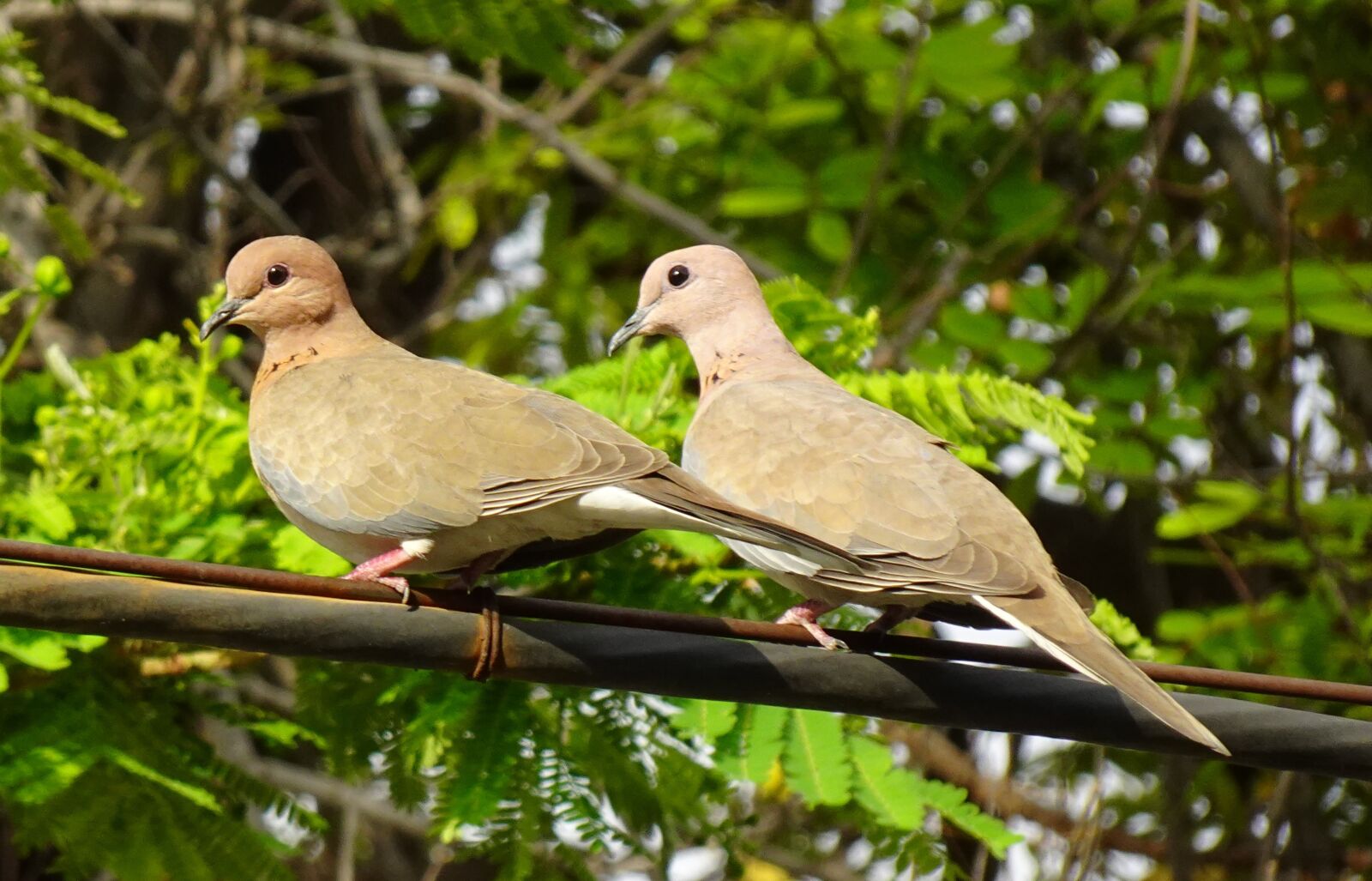 Sony DSC-WX800 sample photo. Dove, bird, laughing dove photography