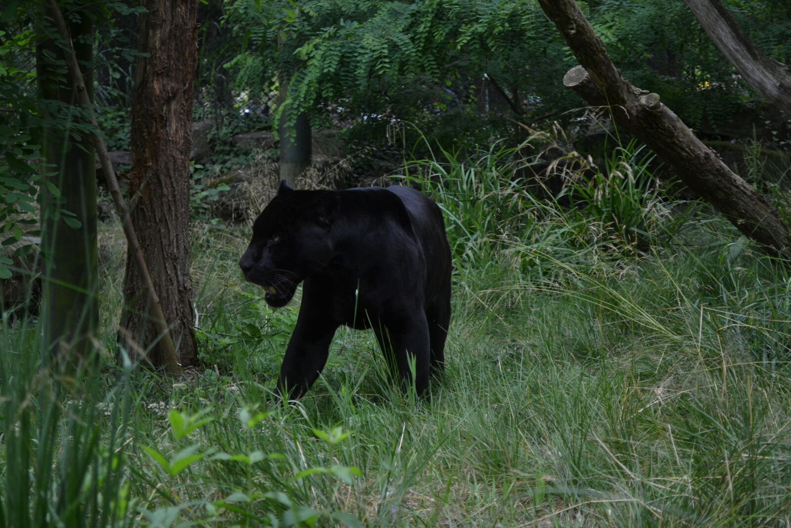 Nikon D3100 sample photo. Black, panther, predator, predators photography
