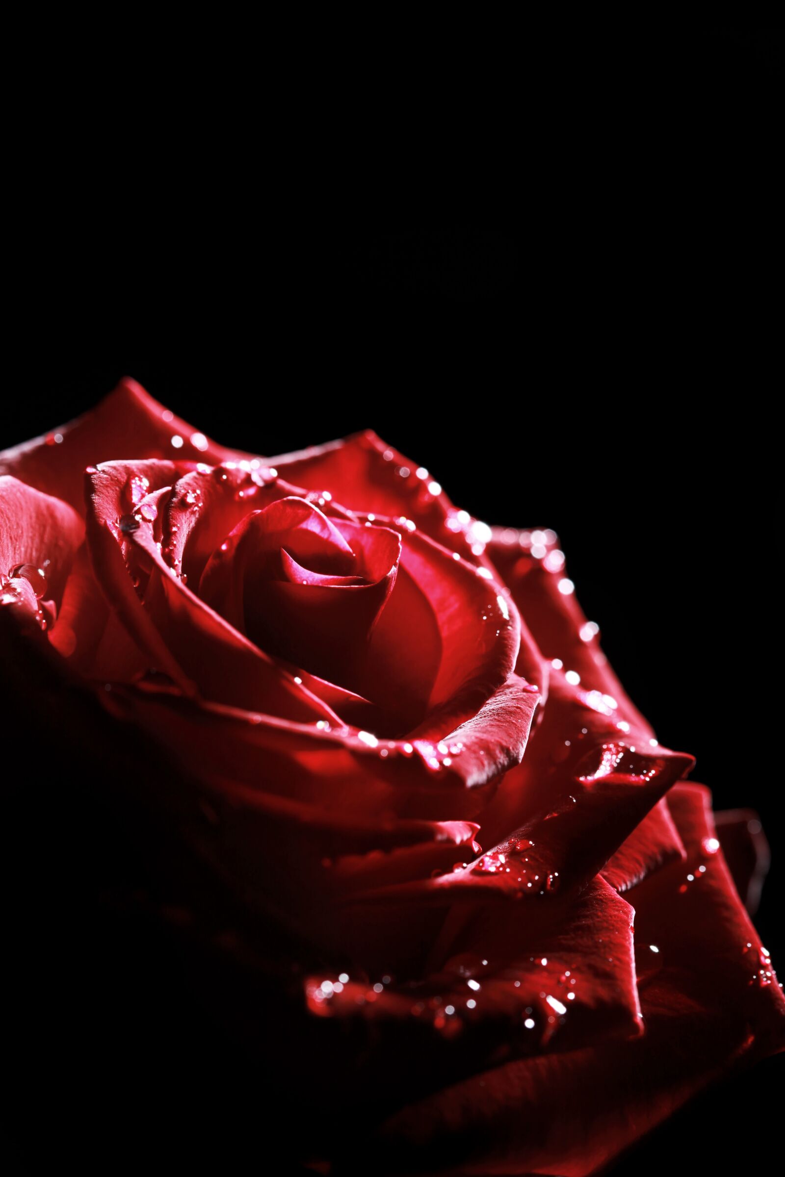 Canon EOS 5D Mark II sample photo. Wet, dew, drops photography