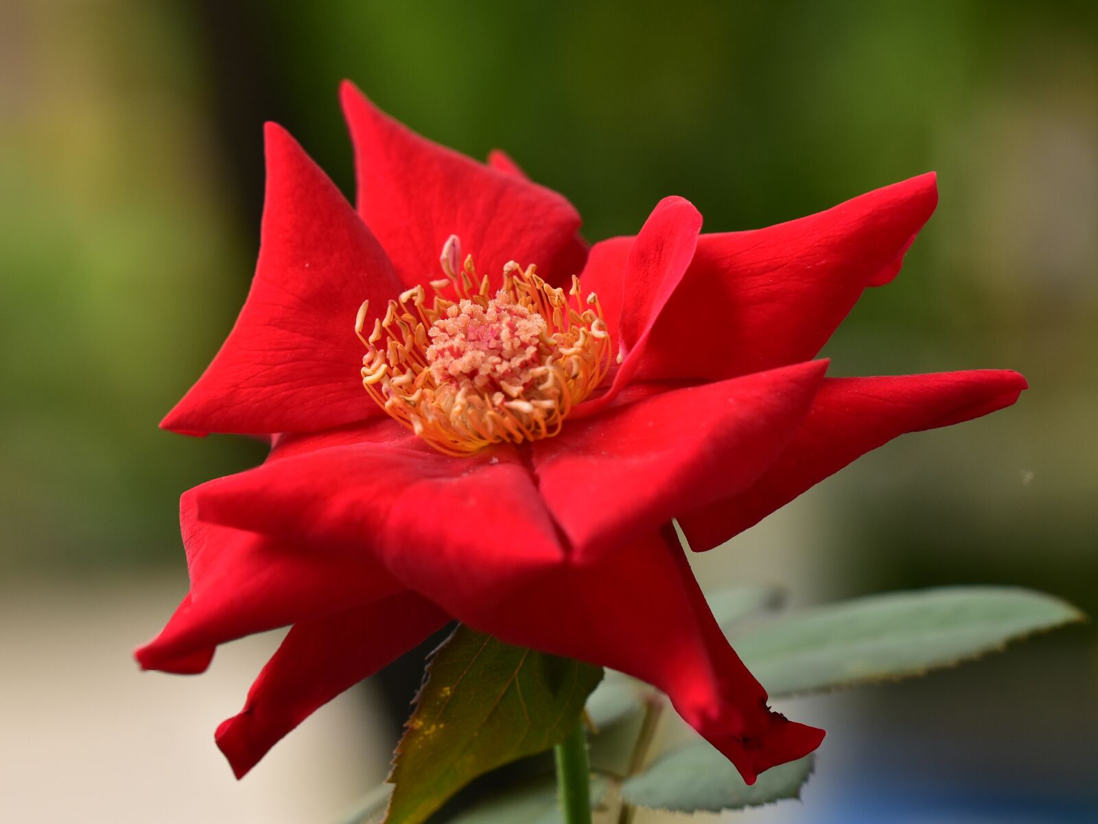 Nikon D3400 sample photo. Rose, red petal, bloom photography