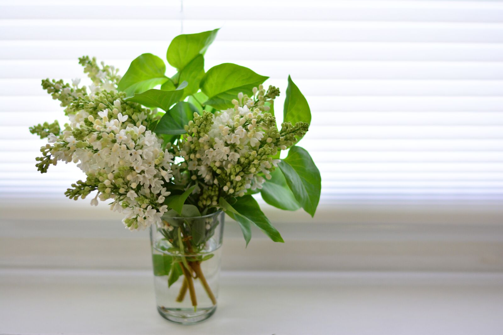Nikon D5200 sample photo. Lilac, white lilac, spring photography
