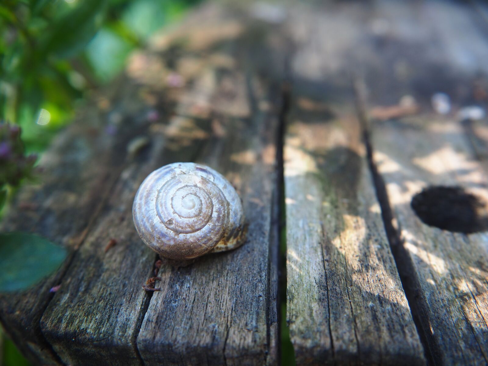 Olympus OM-D E-M10 sample photo. Shell, spiral, garden photography