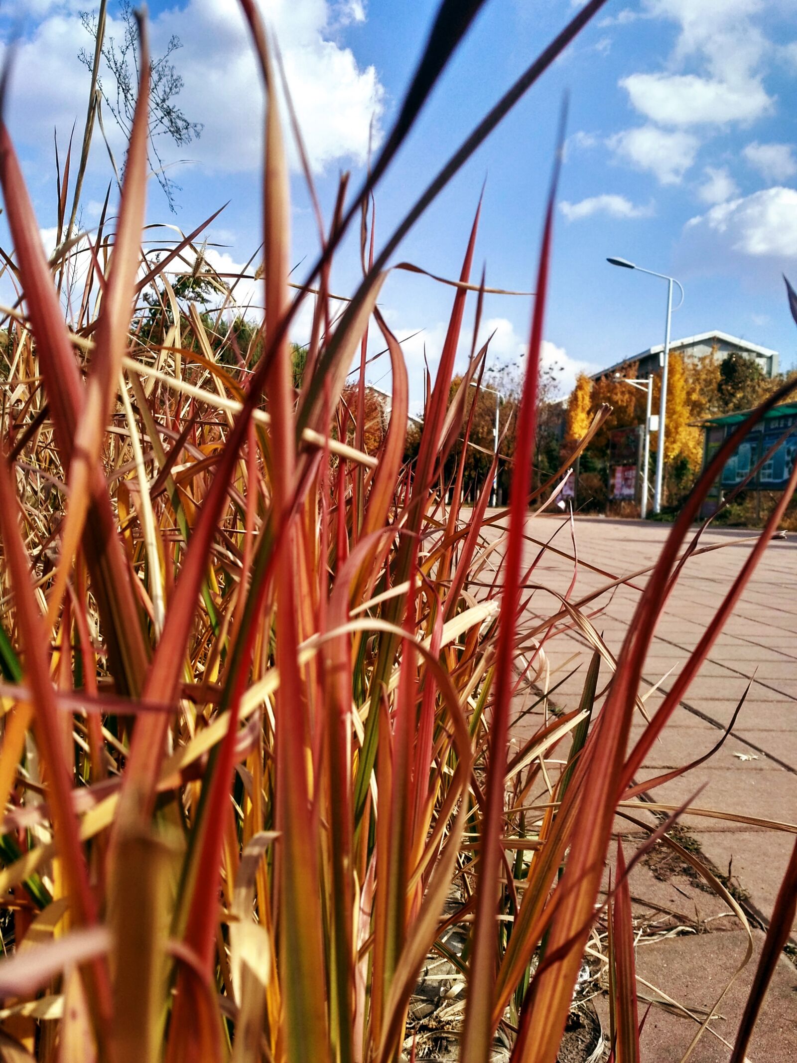 Xiaomi Redmi 3S sample photo. Automu, liu, xinghua photography