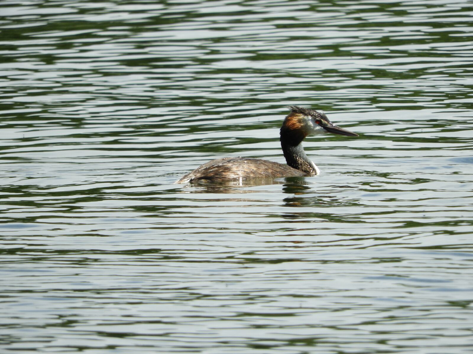 Nikon Coolpix B700 sample photo. Water bird, divers, nature photography