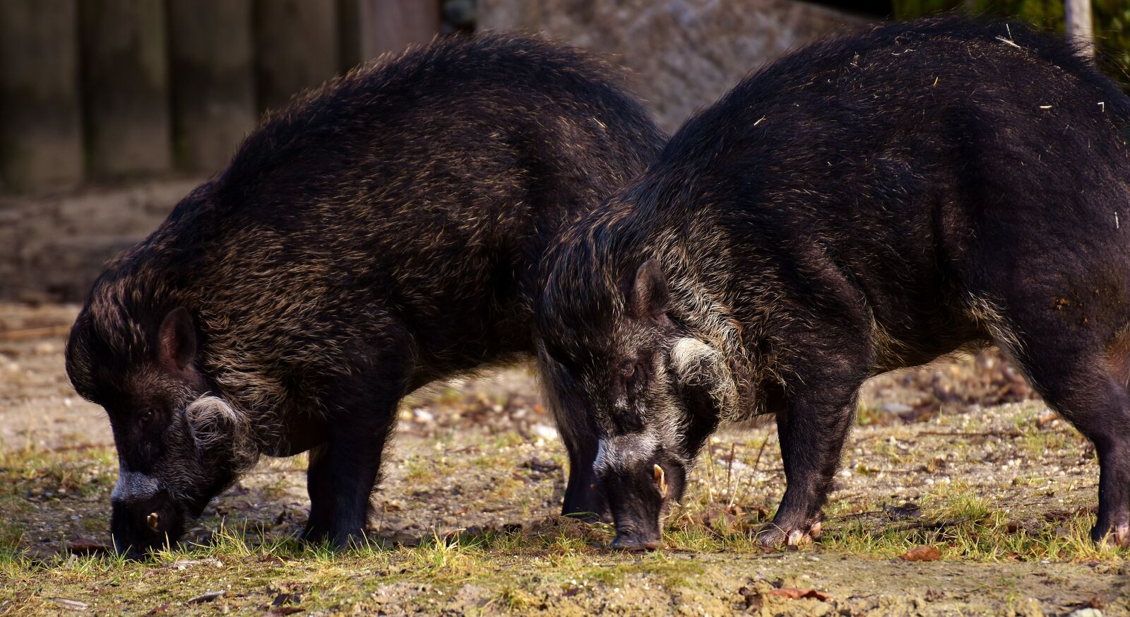 Nikon D7200 sample photo. Wild boars, wild animals photography