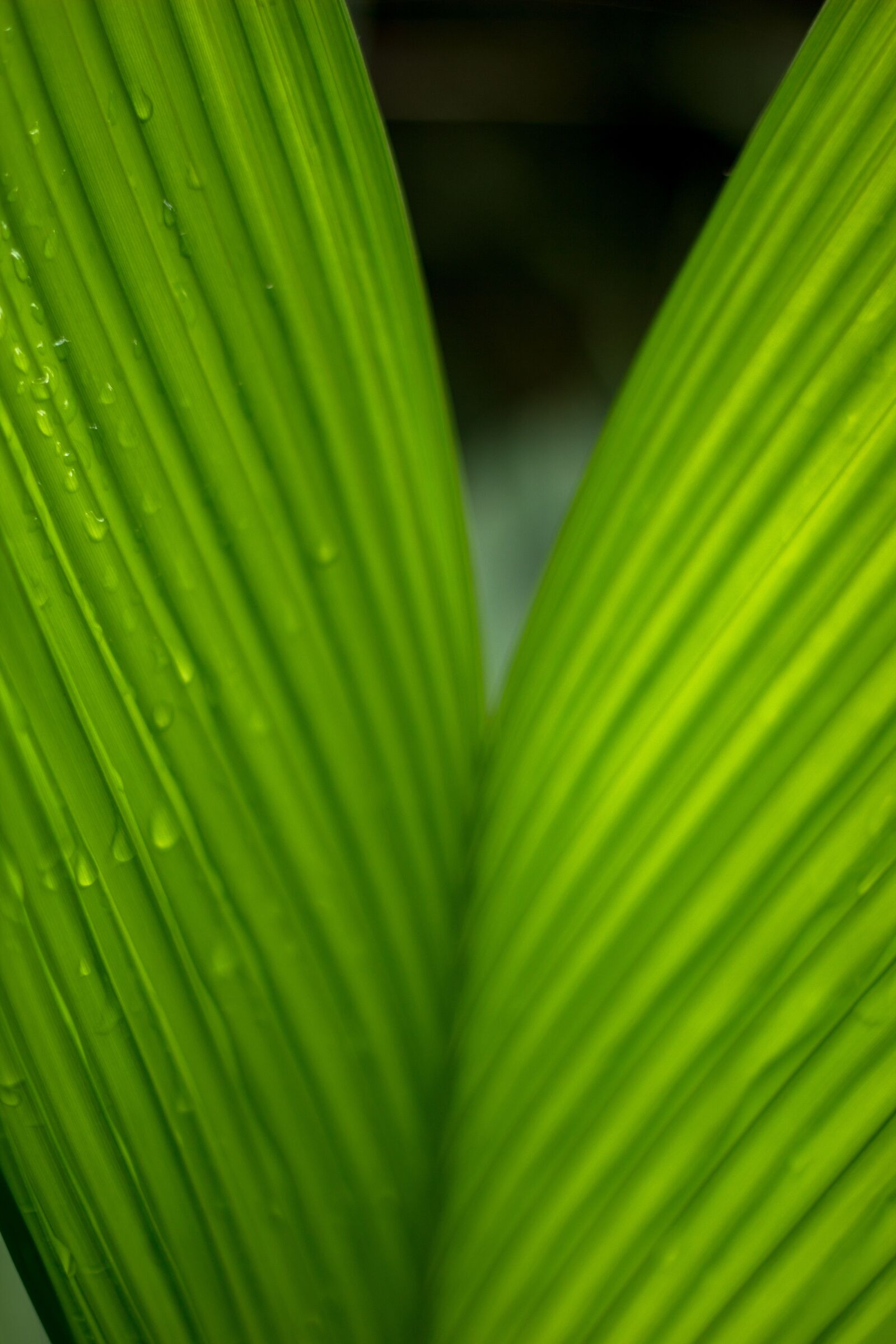 Canon EOS 60D sample photo. Green, leaf, nature photography