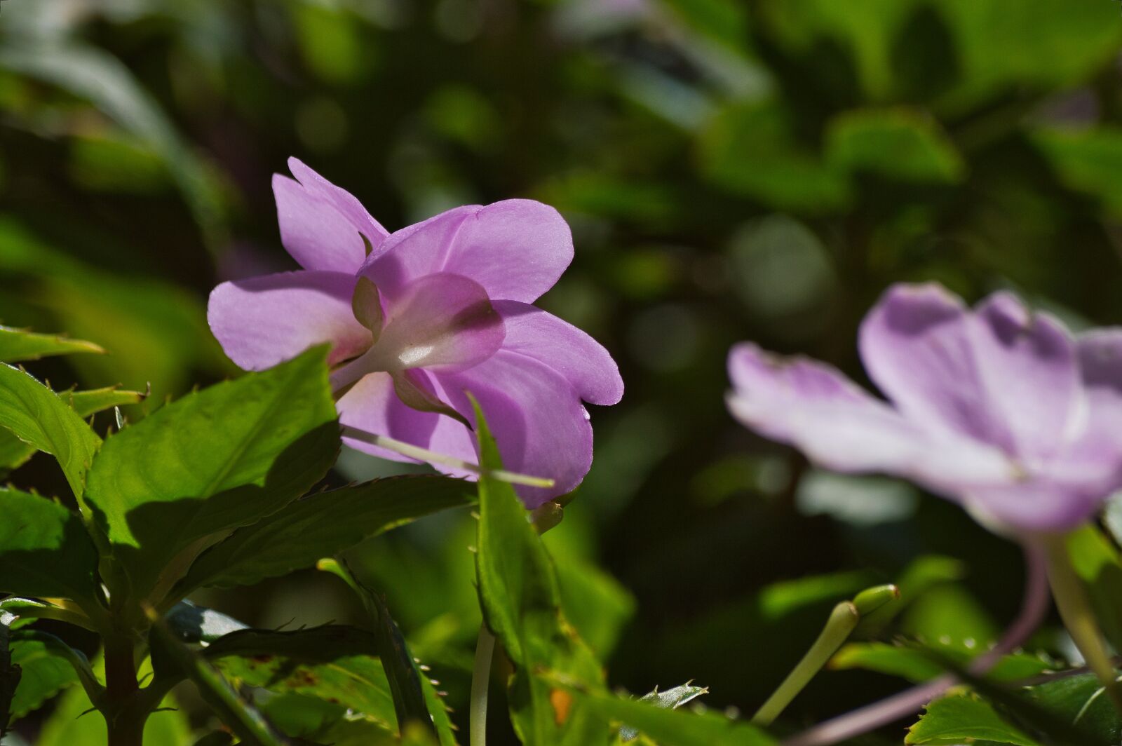 Nikon D3200 sample photo. Costa rica, flowers, garden photography