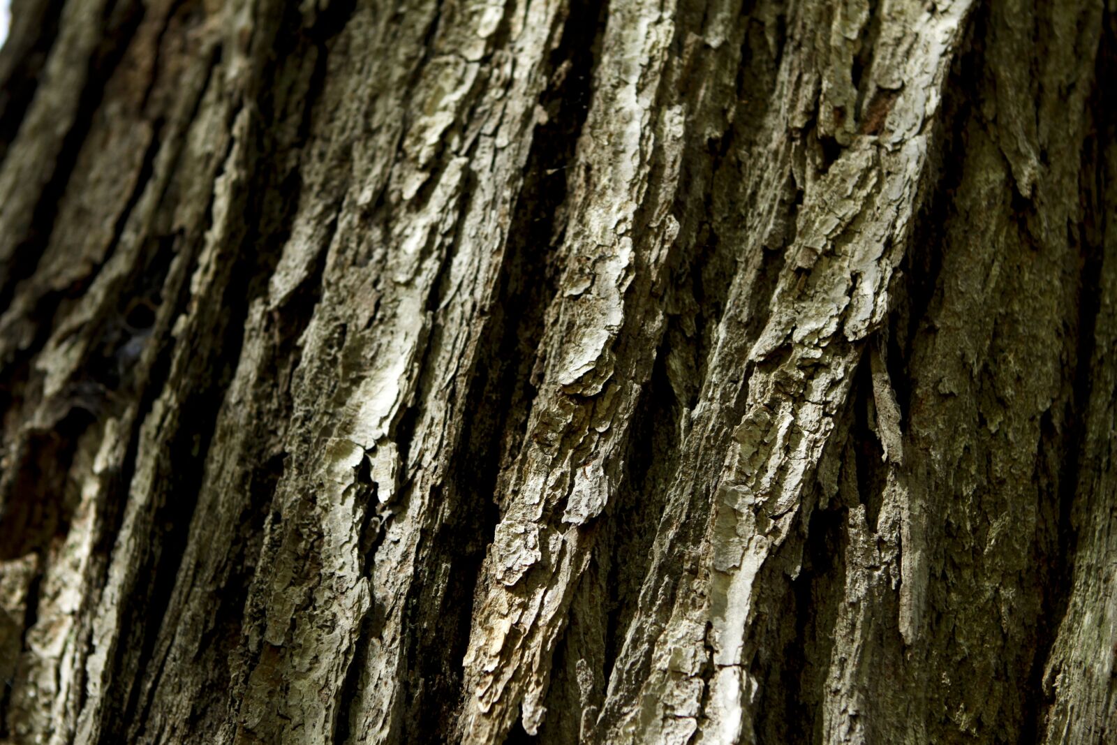 Canon EOS 50D sample photo. Lorem, ipsum, dolor photography