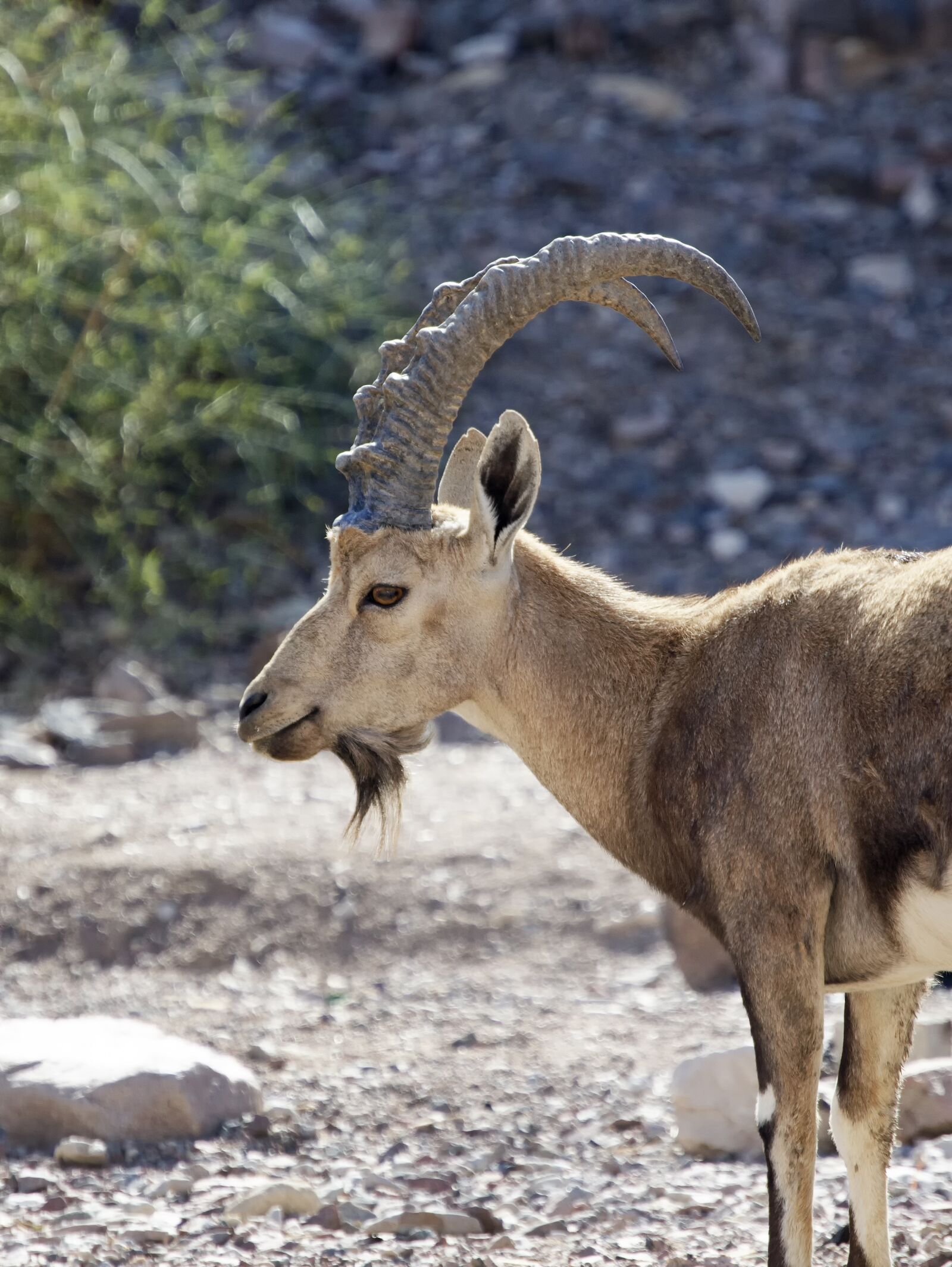 Nikon D5100 sample photo. Nubian ibex, horns, red photography