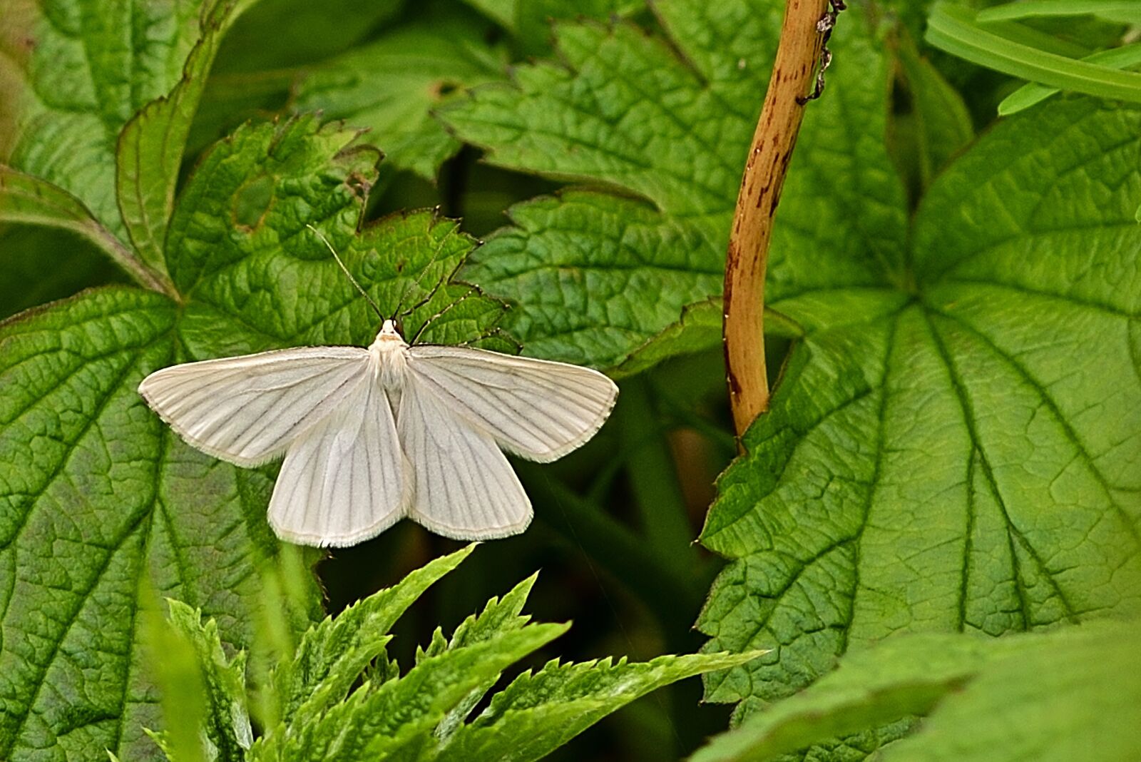 Nikon D5200 sample photo. Butterfly, tensioner, hartheu tensioner photography