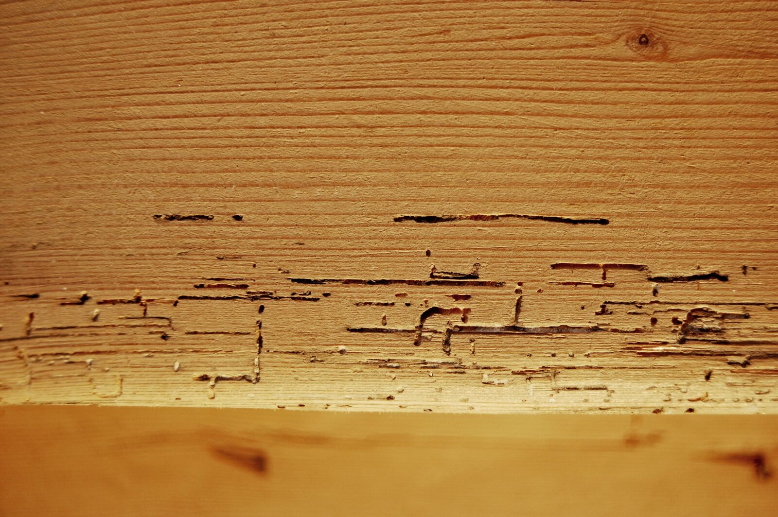 Nikon D40 sample photo. Wooden board, wormy, wood photography