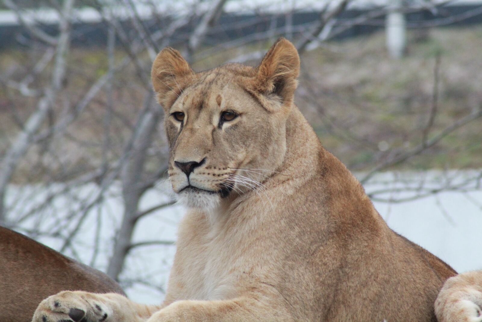 Canon EOS 1200D (EOS Rebel T5 / EOS Kiss X70 / EOS Hi) sample photo. Lioness, lion, wildlife photography