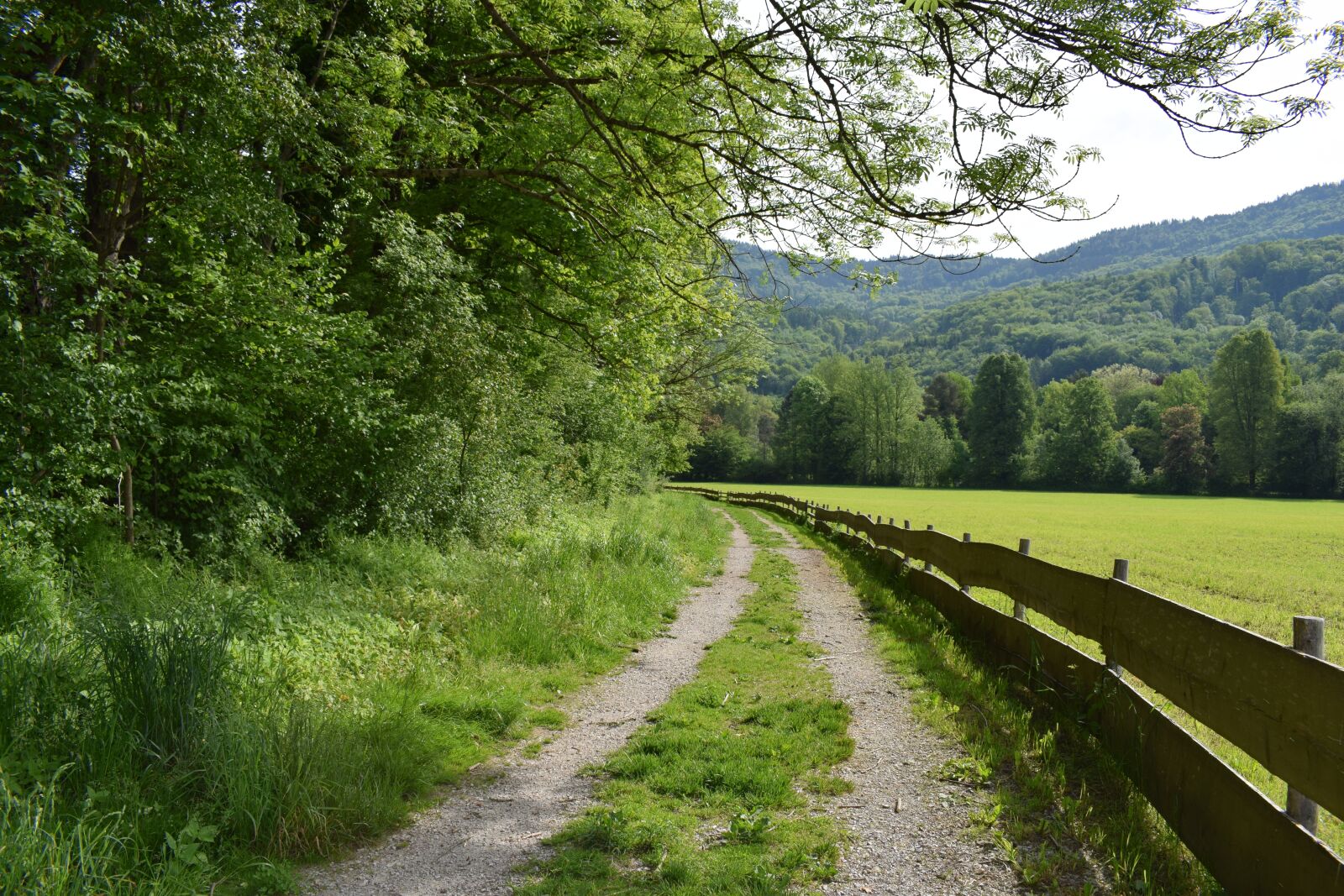 Nikon D3300 sample photo. Away, nature, trees photography