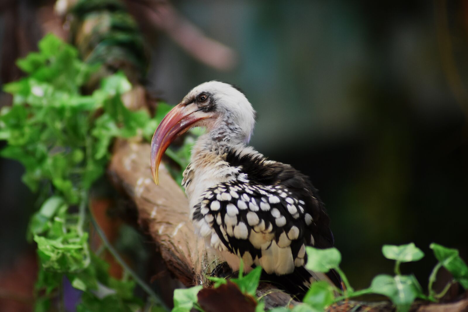 Nikon D3400 sample photo. Bird, animal, nature photography