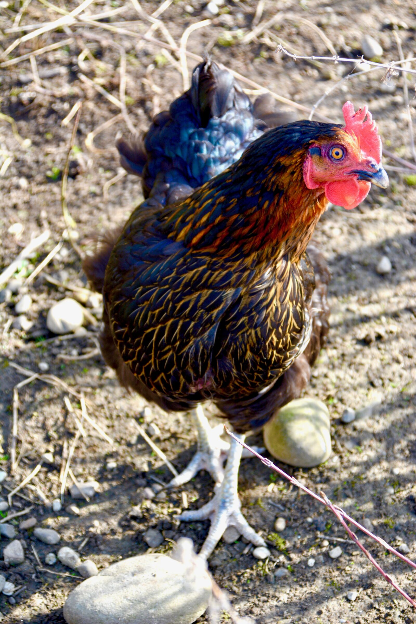 Nikon D5200 sample photo. Hahn, chicken, land photography