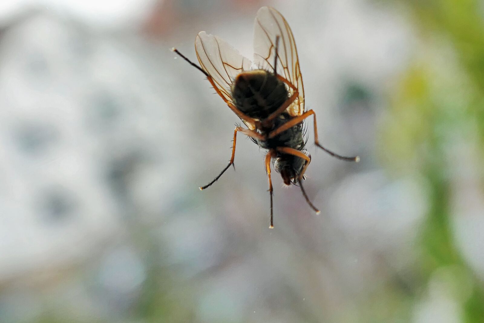 Panasonic Lumix DMC-LX10 (Lumix DMC-LX15) sample photo. Fly, insect, nature photography