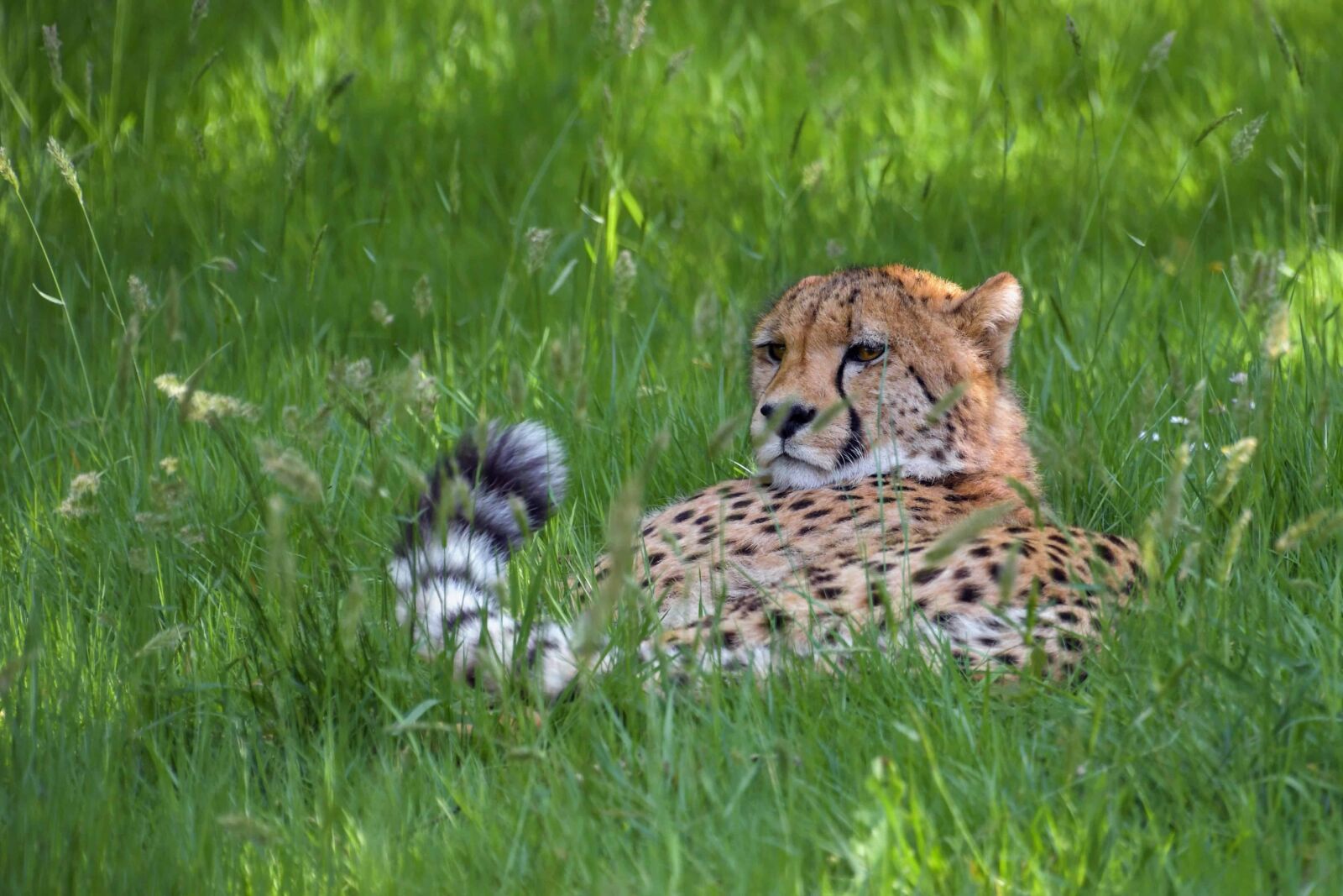 Nikon D500 sample photo. Cheetah, wildlife, wild, nature photography
