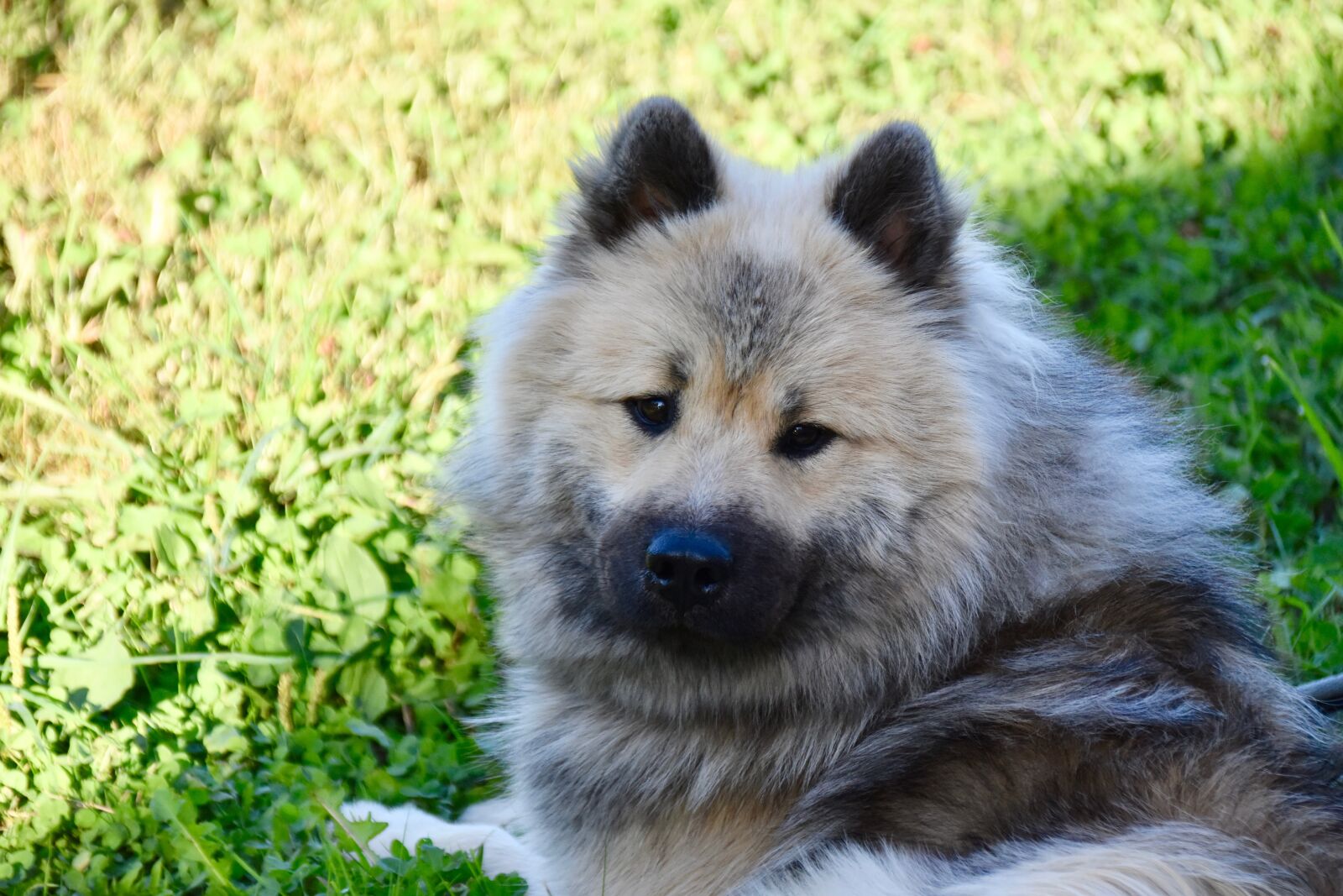 Nikon D5600 sample photo. Dog, dog eurasier, dog photography