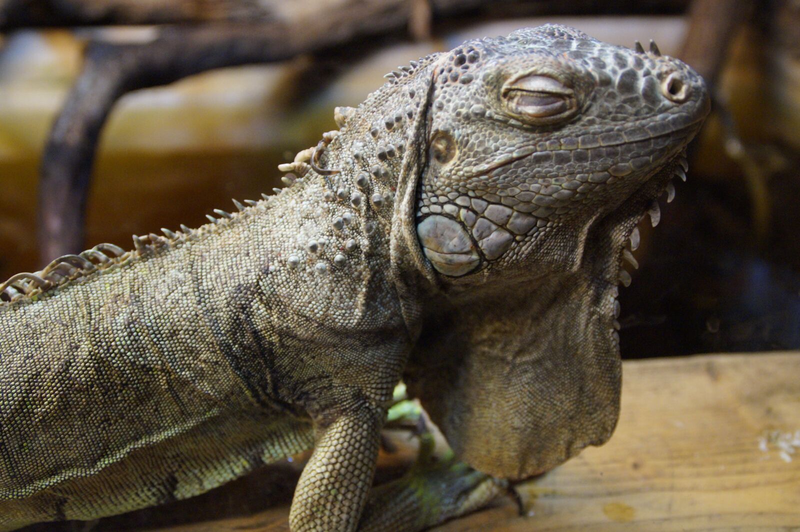 Sony SLT-A58 sample photo. Iguana, dragon, close up photography