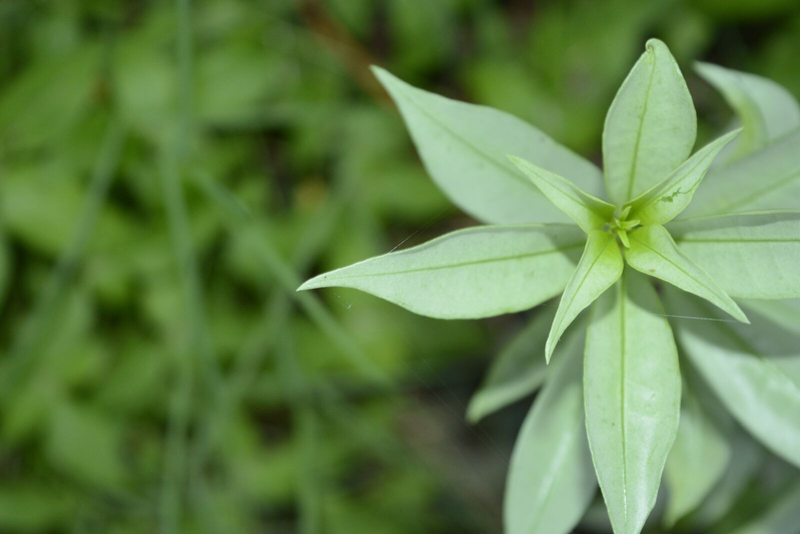 Nikon D5200 sample photo. Macro photography, macro, nature photography