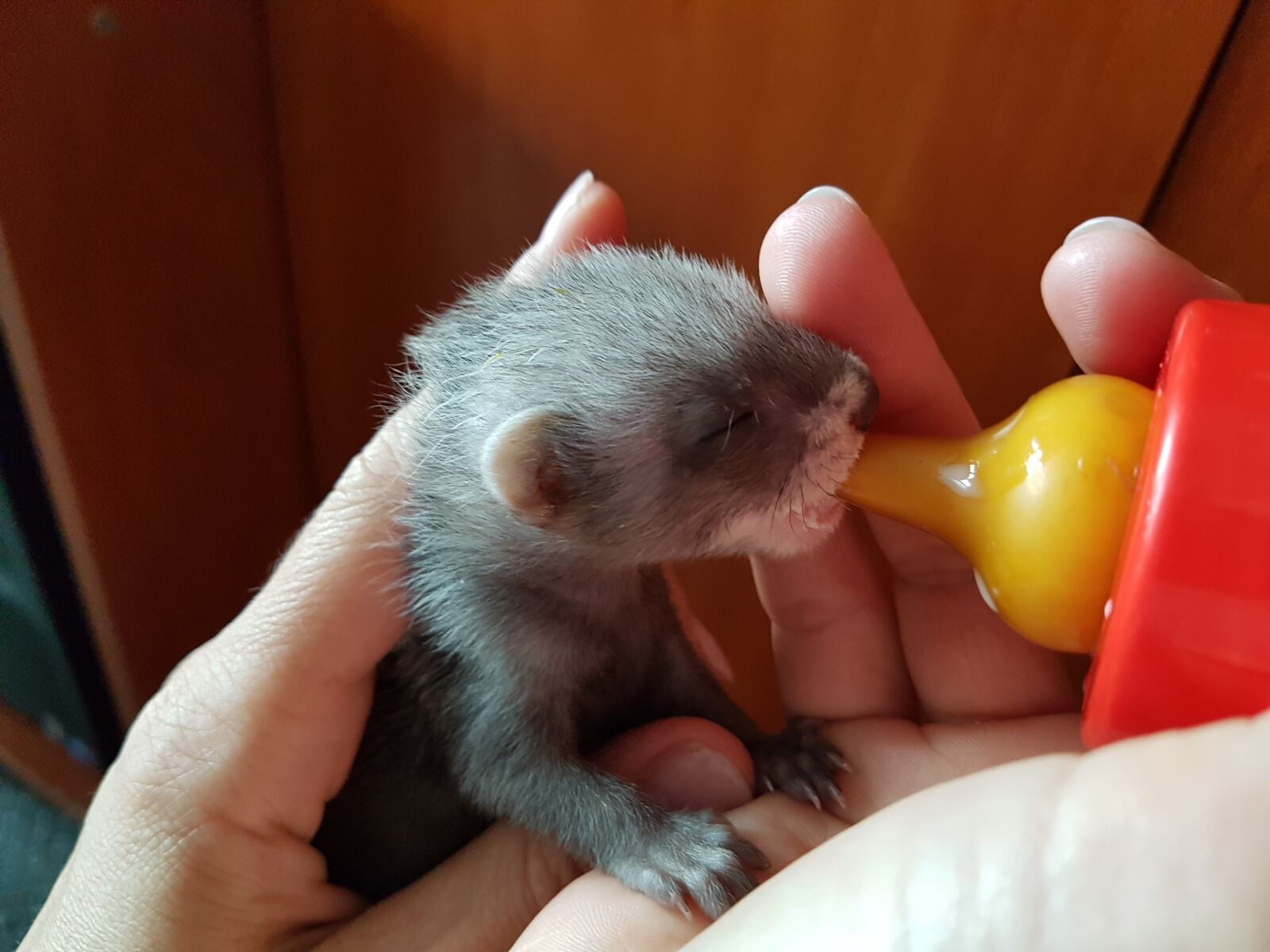 Samsung Galaxy S7 Edge sample photo. Ferret, feeding, bottle photography