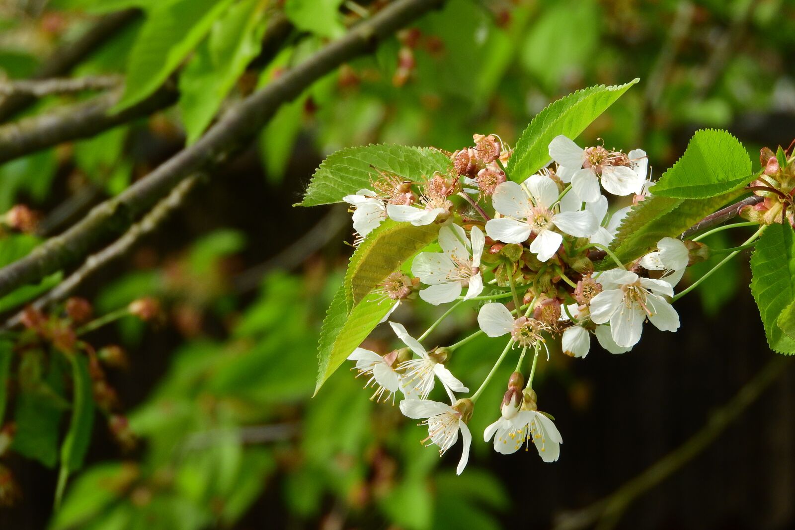 Nikon Coolpix P610 sample photo. Cherry, cherry blossoms, cherry photography