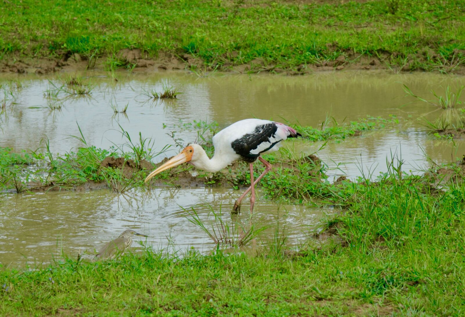 Nikon D200 sample photo. Nature, grass, outdoors photography