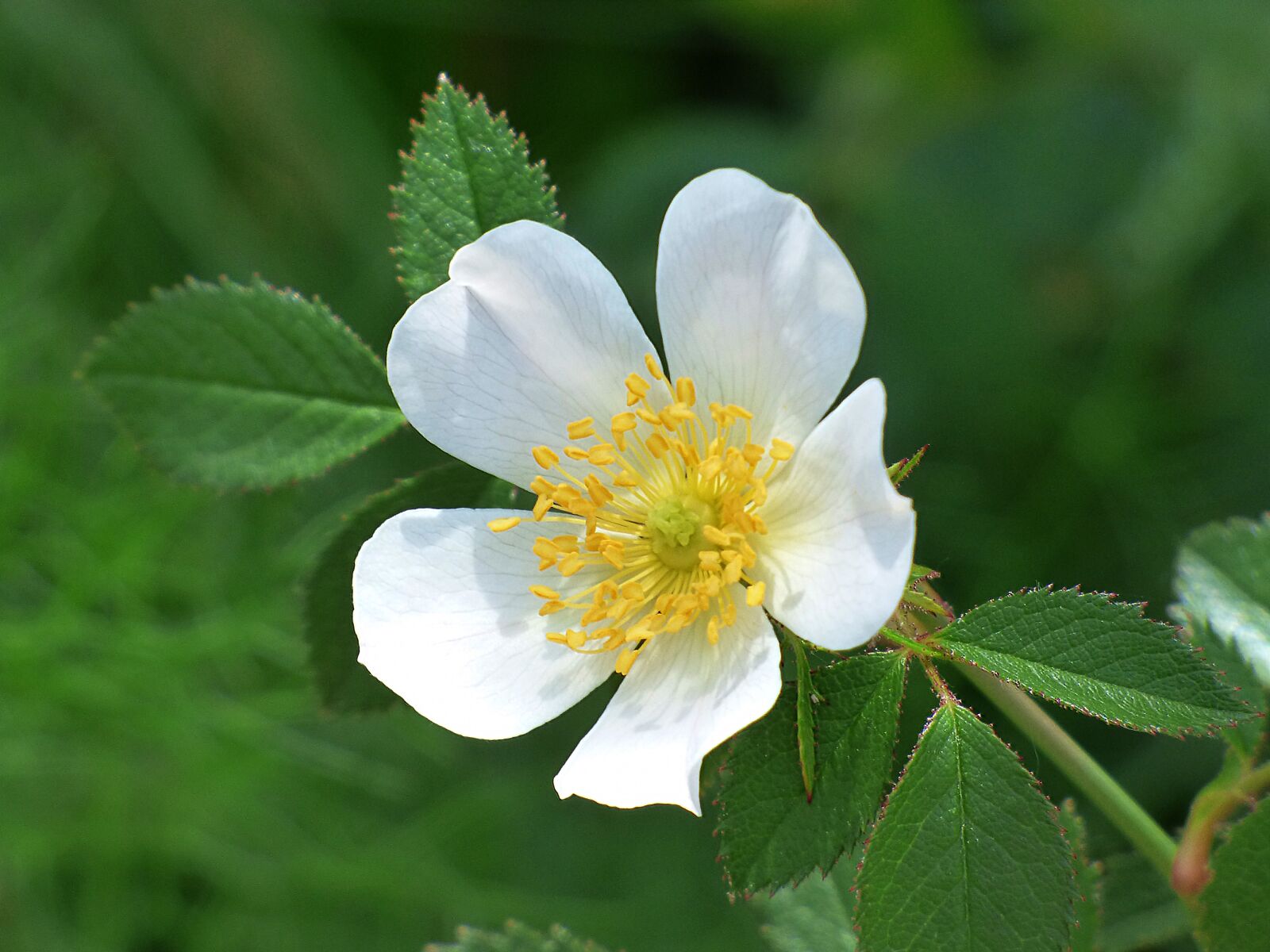 Panasonic Lumix DMC-FZ70 sample photo. Wild rose, rosa canina photography