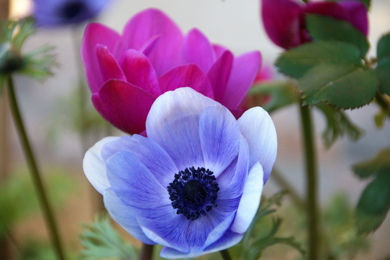 Sony SLT-A58 sample photo. Anemone, věncová, jerusalem photography