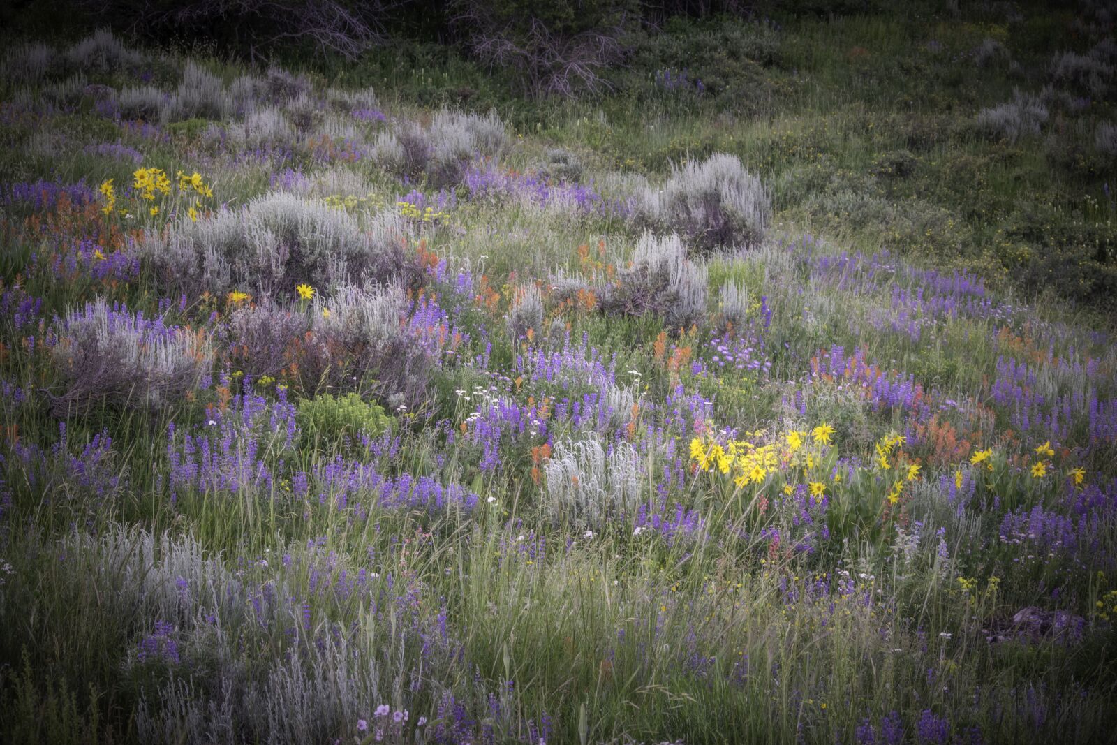 Nikon D3300 sample photo. Wildflowers, colorful, nature photography