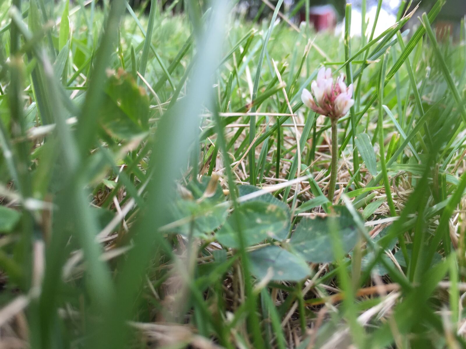 iPhone 6 back camera 4.15mm f/2.2 sample photo. Flower, little, flower photography