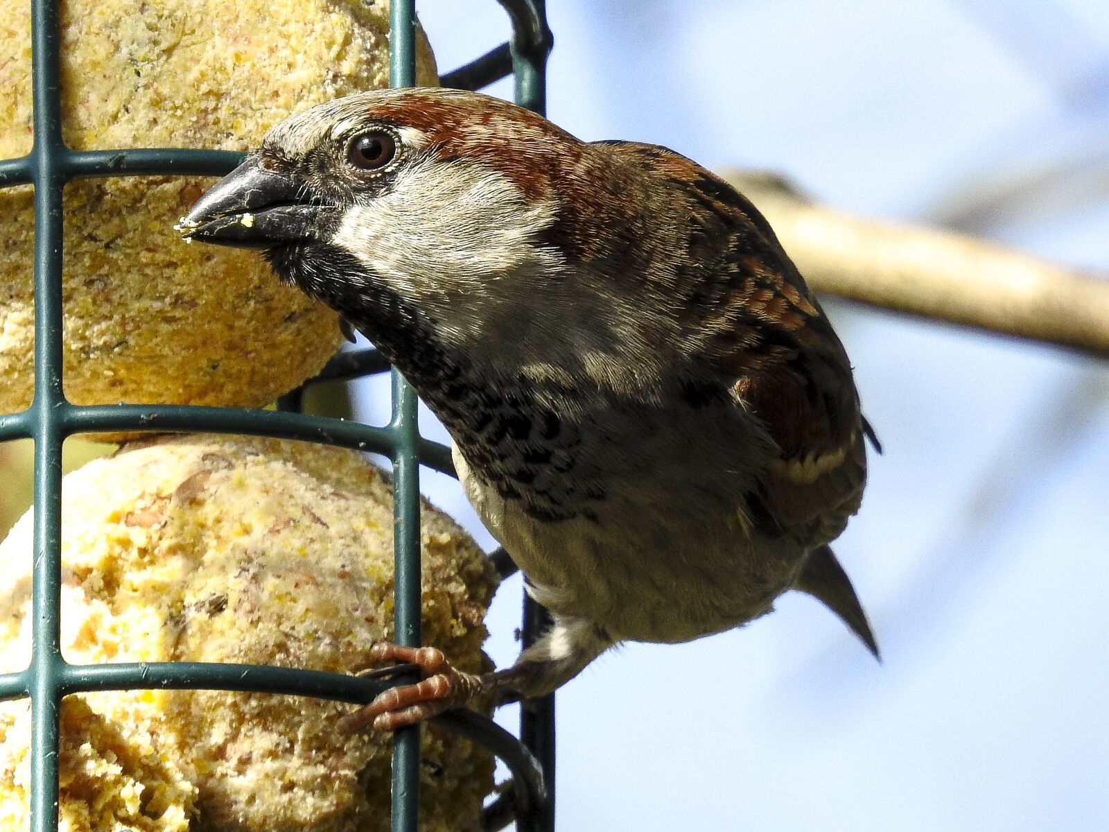 Nikon Coolpix P900 sample photo. House sparrow, sperling, sparrow photography