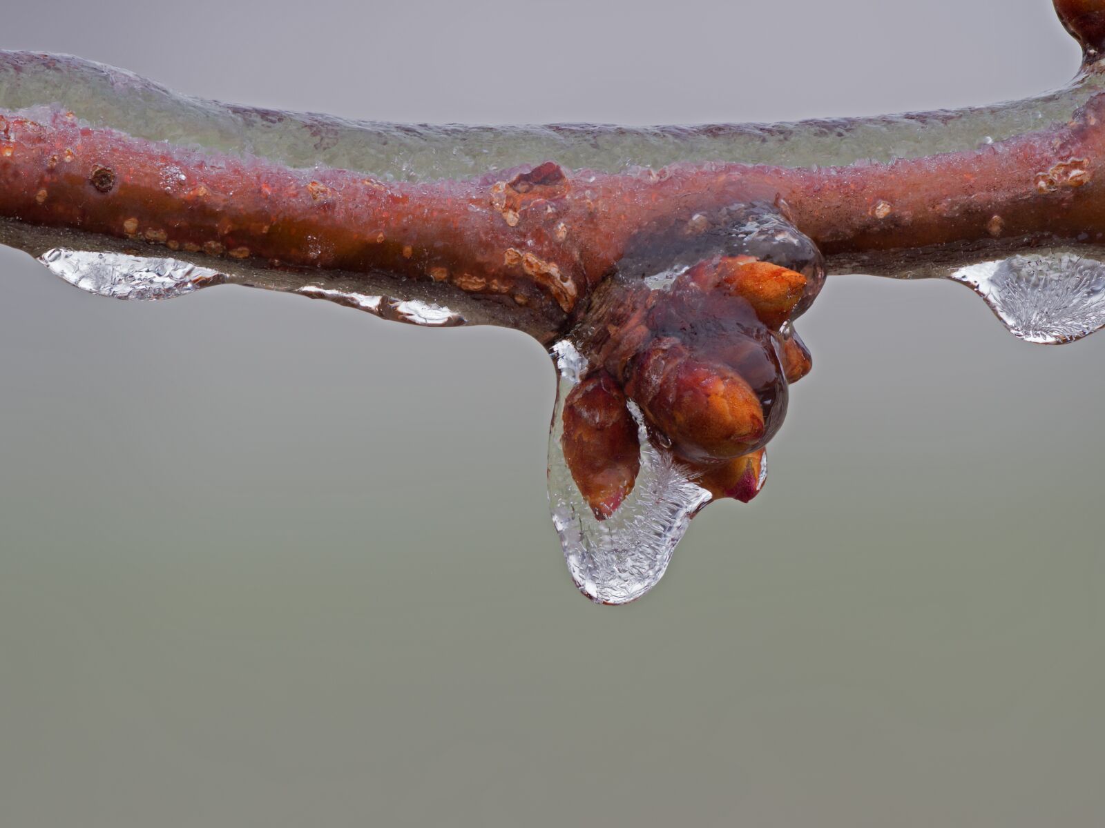 Panasonic Lumix DC-G9 sample photo. Ice, iced, freezing rain photography