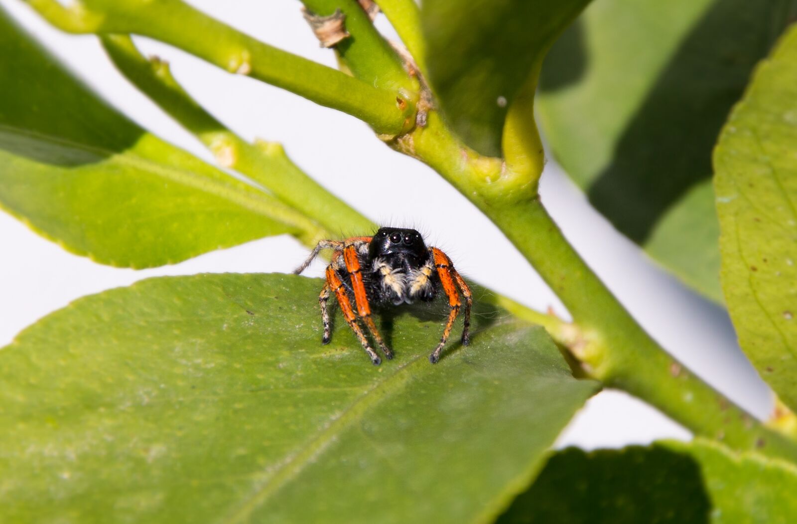 Nikon D3200 sample photo. Spider, nature, leaf photography