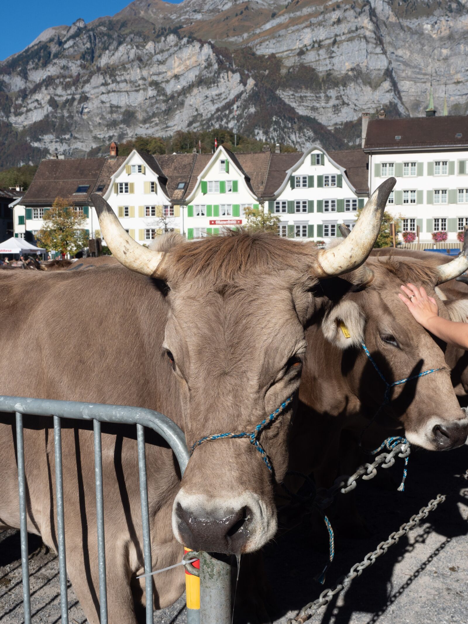 Olympus OM-D E-M1 Mark II + Olympus M.Zuiko Digital ED 12-40mm F2.8 Pro sample photo. Cattle show, cattle market photography