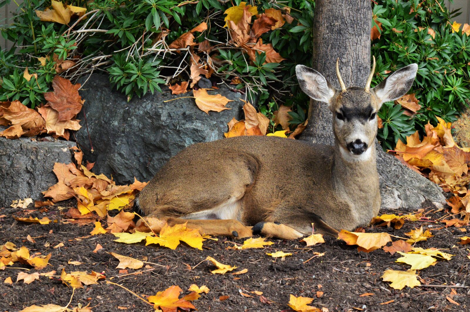 Nikon D3200 sample photo. Buck, animal, deer photography