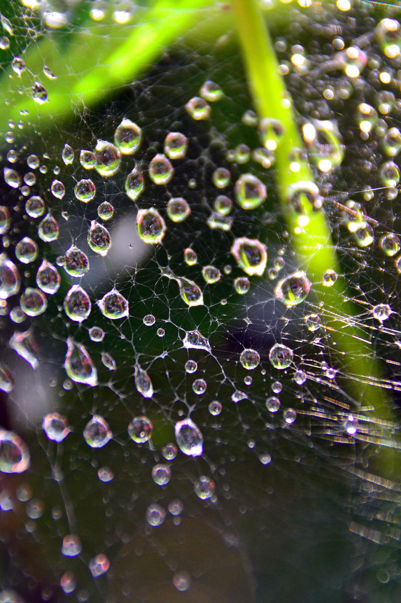 Nikon D3200 sample photo. Dew, just add water photography