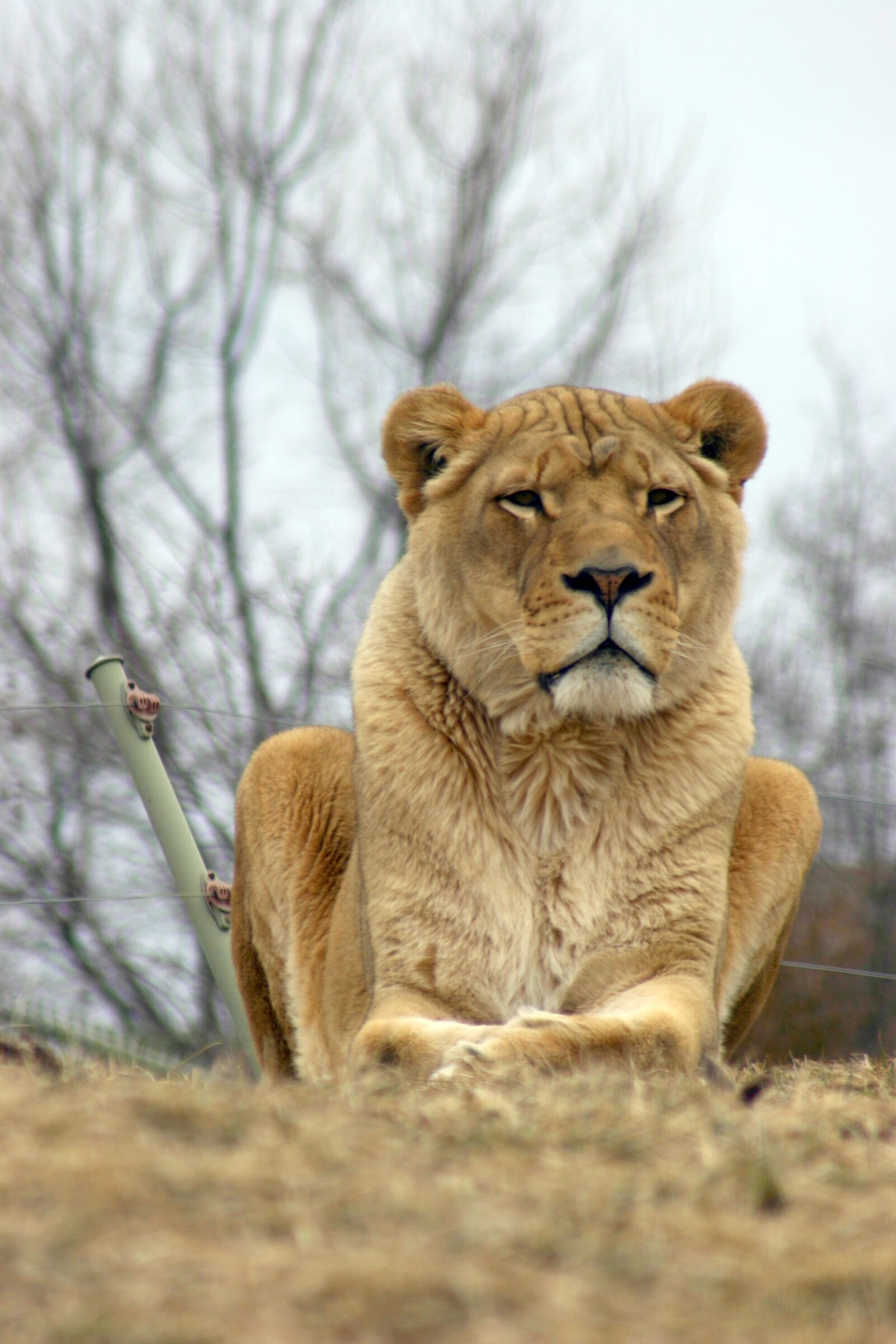 Canon EOS 300D (EOS Digital Rebel / EOS Kiss Digital) sample photo. Lion, zoo, wildlife photography