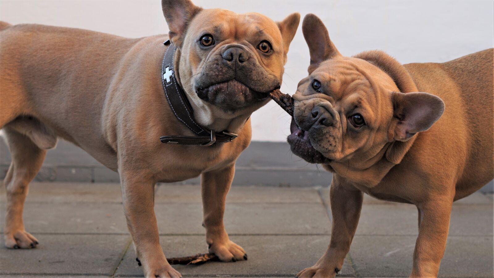 Sony FE 50mm F1.8 sample photo. Background, dogs, males photography