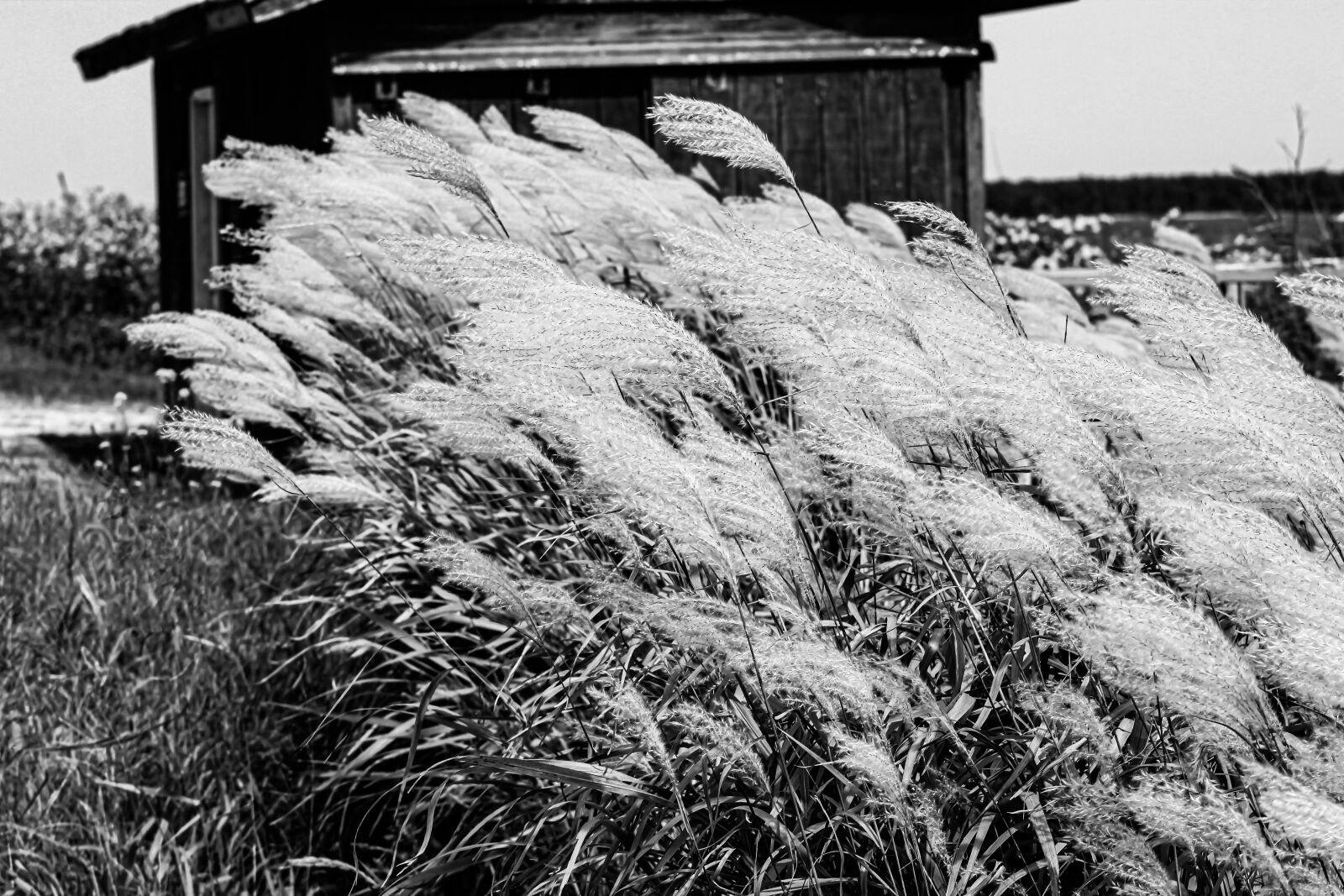 EF75-300mm f/4-5.6 sample photo. Grass, prairie, nature photography