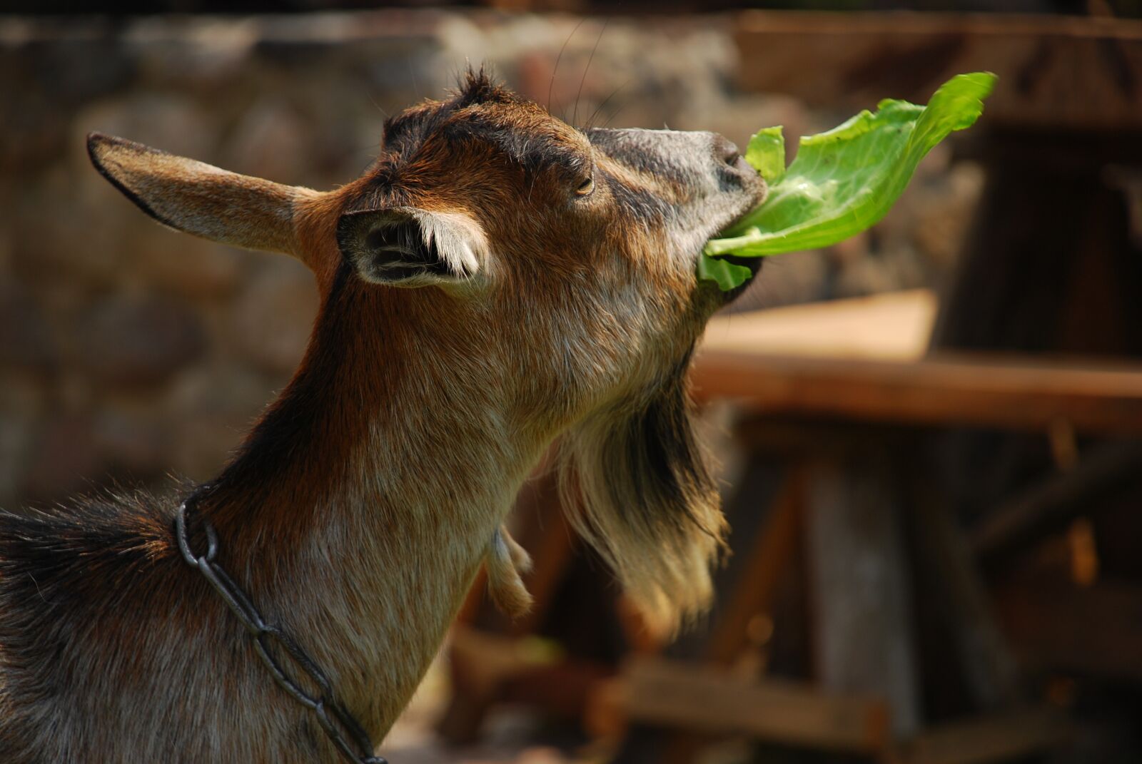 Nikon D80 sample photo. Animal, goat photography