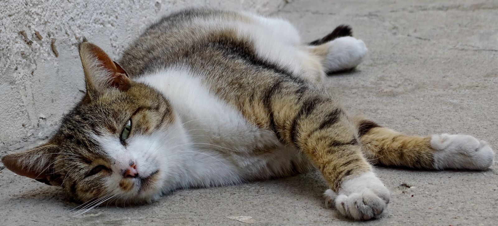 Sony Cyber-shot DSC-HX350 sample photo. Cat, animal, domestic photography