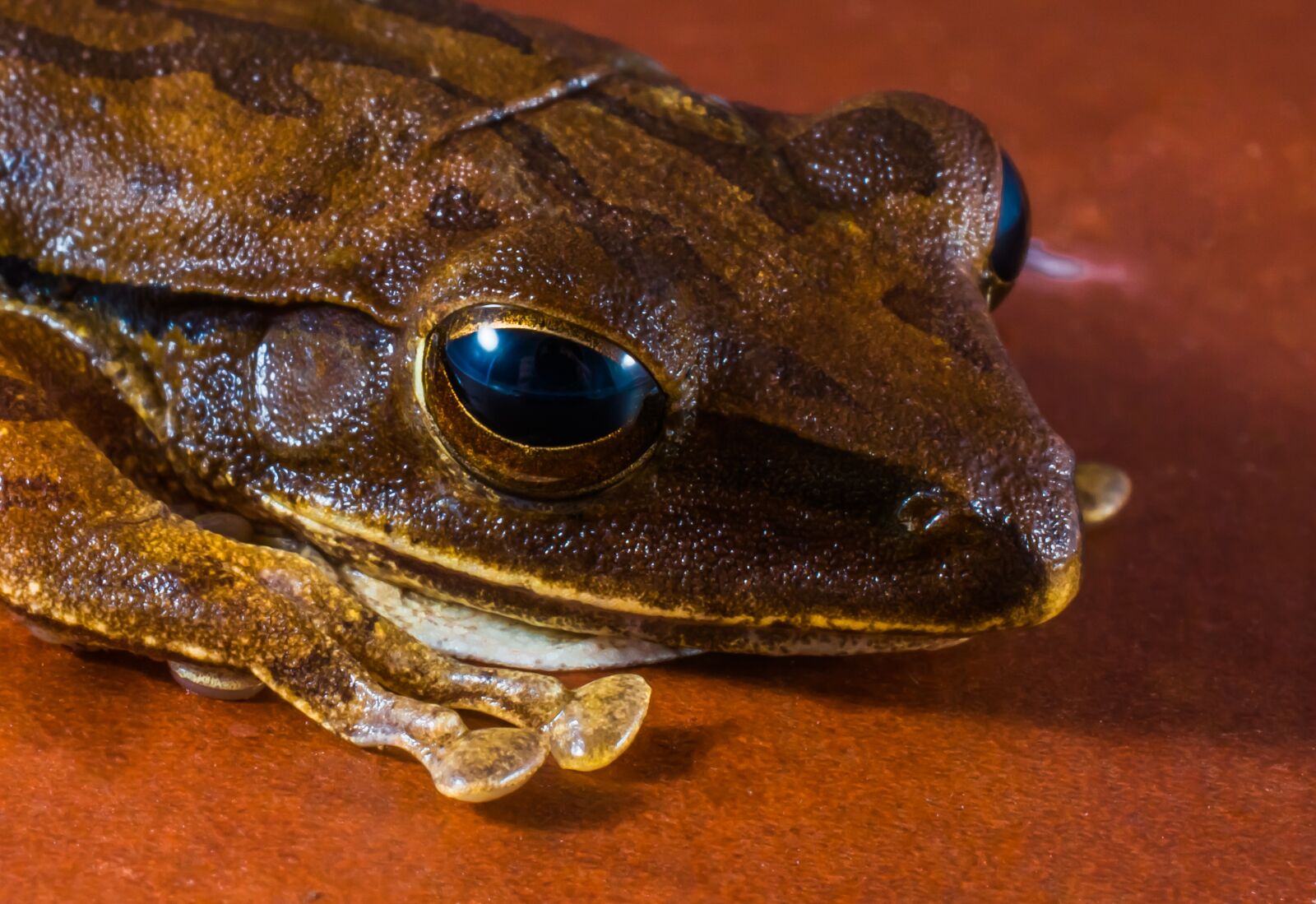 Nikon D5200 sample photo. Tree frog, anuran, frog photography