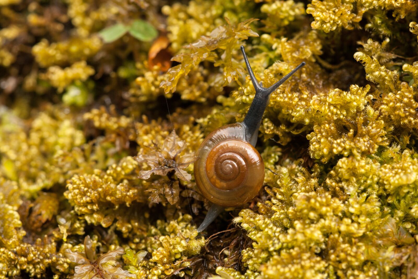 Canon EOS 400D (EOS Digital Rebel XTi / EOS Kiss Digital X) sample photo. Snail, moss, shell photography