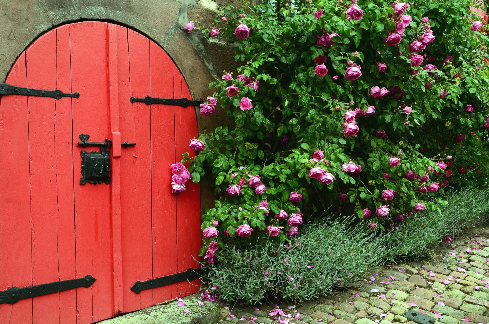 Nikon D5100 sample photo. Door, wood, wall, rose photography