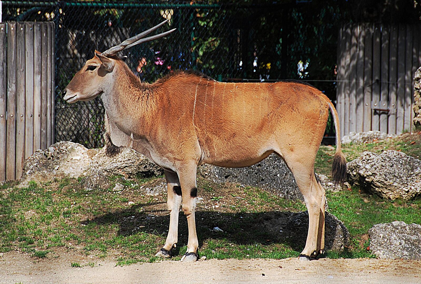Nikon D80 sample photo. Antelope, zoo, common eland photography