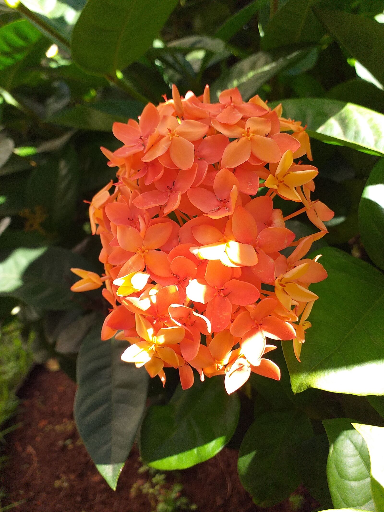 Samsung Galaxy J6+ sample photo. Flower, garden, nature photography